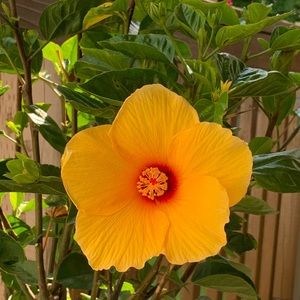 Meet your Posher, Arlene